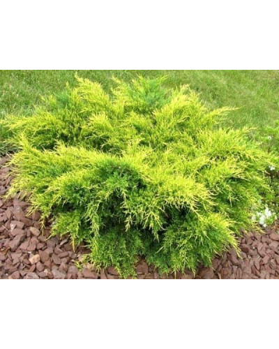 Ялівець середній / пфітцеріана Олд Голд | Juniperus media / pfitzeriana Old Gold | Можжевельник средний / пфицериана Олд Голд