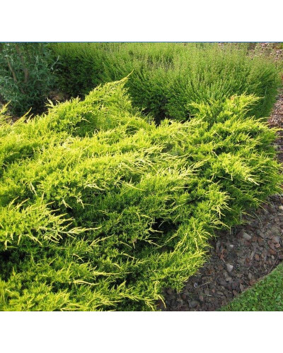 Ялівець середній / пфітцеріана Олд Голд | Juniperus media / pfitzeriana Old Gold | Можжевельник средний / пфицериана Олд Голд