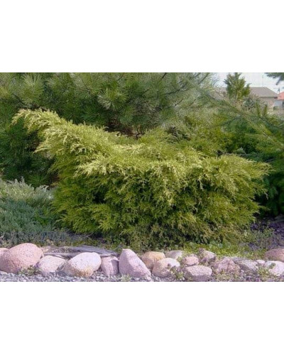 Ялівець середній / пфітцеріана Олд Голд | Juniperus media / pfitzeriana Old Gold | Можжевельник средний / пфицериана Олд Голд