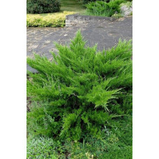 Ялівець середній / пфітцеріана Мінт Джулеп | Juniperus media / pfitzeriana Mint Julep | Можжевельник средний / пфитцериана Минт Джулеп
