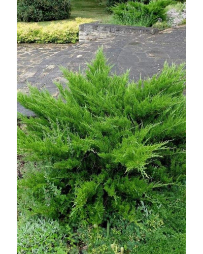 Ялівець середній / пфітцеріана Мінт Джулеп | Juniperus media / pfitzeriana Mint Julep | Можжевельник средний / пфитцериана Минт Джулеп