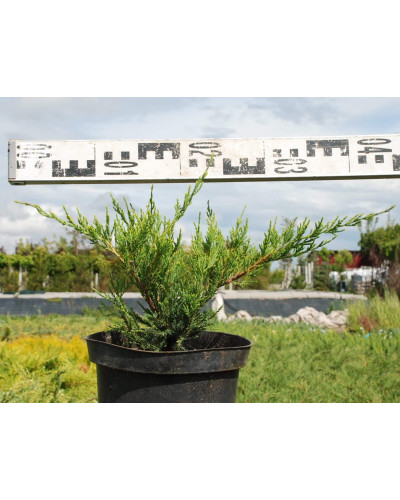 Ялівець середній / пфітцеріана Мінт Джулеп | Juniperus media / pfitzeriana Mint Julep | Можжевельник средний / пфитцериана Минт Джулеп
