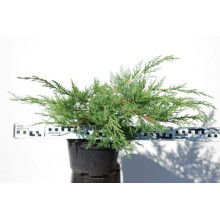 Ялівець середній / пфітцеріана Мінт Джулеп | Juniperus media / pfitzeriana Mint Julep | Можжевельник средний / пфитцериана Минт Джулеп