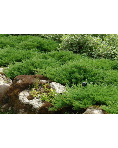 Ялівець середній / пфітцеріана Мінт Джулеп | Juniperus media / pfitzeriana Mint Julep | Можжевельник средний / пфитцериана Минт Джулеп