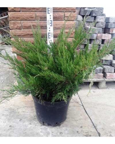 Ялівець середній / пфітцеріана Мінт Джулеп | Juniperus media / pfitzeriana Mint Julep | Можжевельник средний / пфитцериана Минт Джулеп
