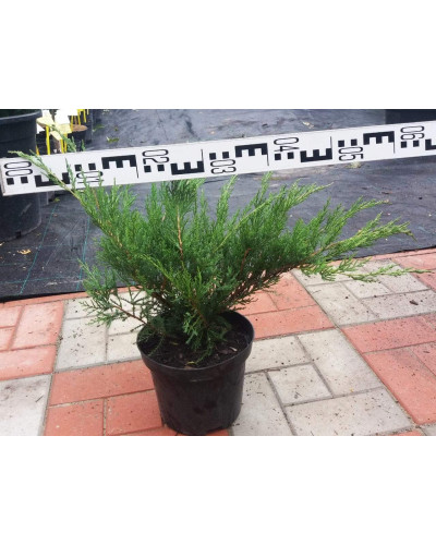 Ялівець середній / пфітцеріана Мінт Джулеп | Juniperus media / pfitzeriana Mint Julep | Можжевельник средний / пфитцериана Минт Джулеп