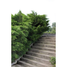Ялівець середній / пфітцеріана Мінт Джулеп | Juniperus media / pfitzeriana Mint Julep | Можжевельник средний / пфитцериана Минт Джулеп
