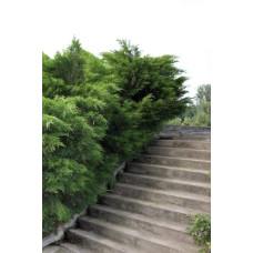 Ялівець середній / пфітцеріана Мінт Джулеп | Juniperus media / pfitzeriana Mint Julep | Можжевельник средний / пфитцериана Минт Джулеп