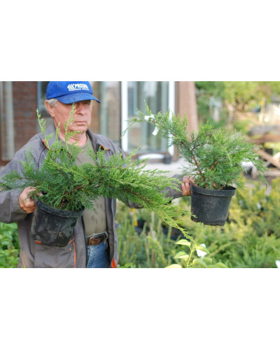 Ялівець середній / пфітцеріана Мінт Джулеп | Juniperus media / pfitzeriana Mint Julep | Можжевельник средний / пфитцериана Минт Джулеп