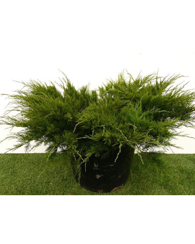 Ялівець середній / пфітцеріана Мінт Джулеп | Juniperus media / pfitzeriana Mint Julep | Можжевельник средний / пфитцериана Минт Джулеп
