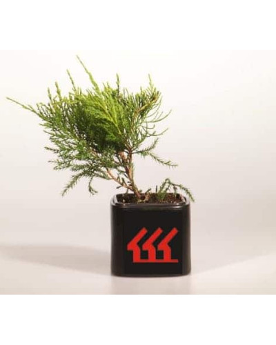 Ялівець середній / пфітцеріана Мінт Джулеп | Juniperus media / pfitzeriana Mint Julep | Можжевельник средний / пфитцериана Минт Джулеп