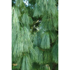 Сосна гімалайська / Гріффіта | Сосна гималайская / Гриффита | Pinus wallichiana / griffithii