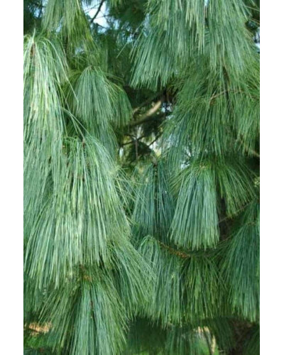 Сосна гімалайська / Гріффіта | Сосна гималайская / Гриффита | Pinus wallichiana / griffithii