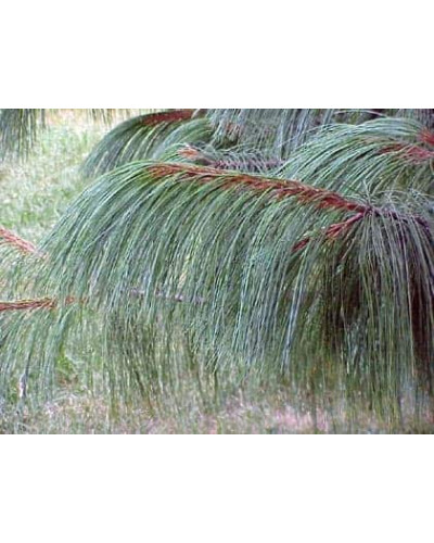 Сосна гімалайська / Гріффіта | Сосна гималайская / Гриффита | Pinus wallichiana / griffithii