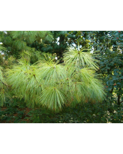 Сосна гімалайська / Гріффіта | Сосна гималайская / Гриффита | Pinus wallichiana / griffithii