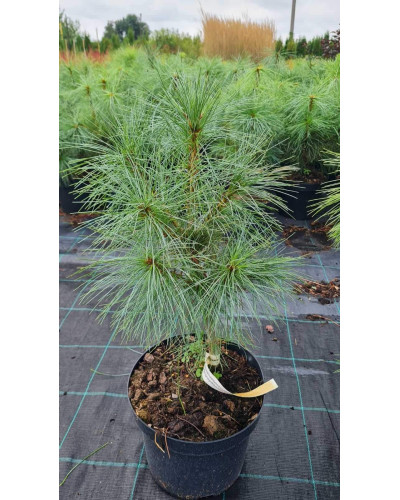 Сосна гімалайська / Гріффіта | Сосна гималайская / Гриффита | Pinus wallichiana / griffithii