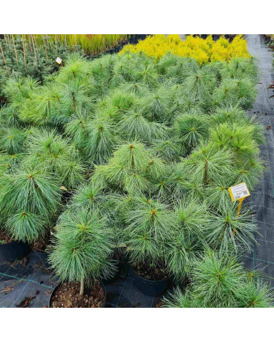 Сосна гімалайська / Гріффіта | Сосна гималайская / Гриффита | Pinus wallichiana / griffithii