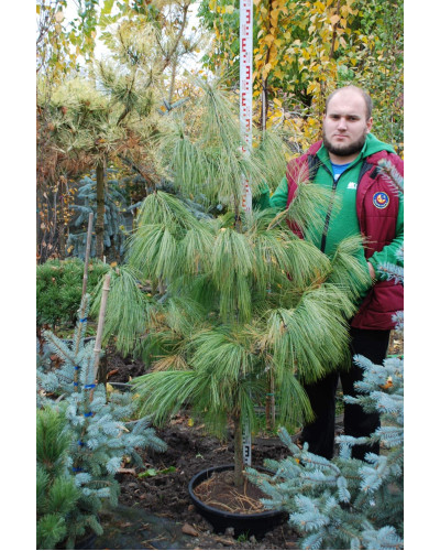 Сосна гімалайська / Гріффіта | Сосна гималайская / Гриффита | Pinus wallichiana / griffithii