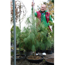 Сосна гімалайська / Гріффіта | Сосна гималайская / Гриффита | Pinus wallichiana / griffithii
