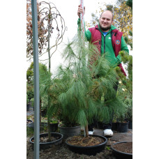 Сосна гімалайська / Гріффіта | Сосна гималайская / Гриффита | Pinus wallichiana / griffithii