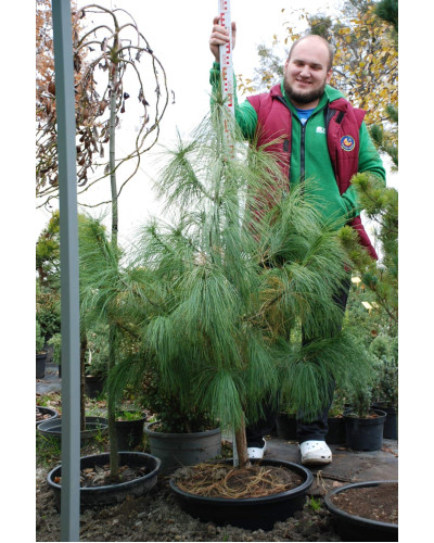 Сосна гімалайська / Гріффіта | Сосна гималайская / Гриффита | Pinus wallichiana / griffithii