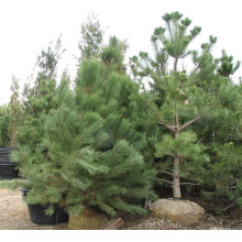 Сосна гімалайська / Гріффіта | Сосна гималайская / Гриффита | Pinus wallichiana / griffithii
