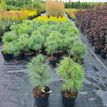 Сосна гімалайська / Гріффіта | Сосна гималайская / Гриффита | Pinus wallichiana / griffithii