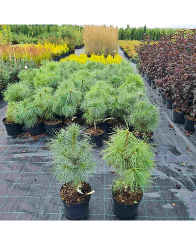 Сосна гімалайська / Гріффіта | Сосна гималайская / Гриффита | Pinus wallichiana / griffithii