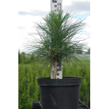 Сосна гімалайська / Гріффіта | Сосна гималайская / Гриффита | Pinus wallichiana / griffithii