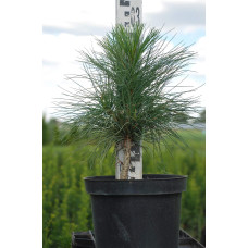 Сосна гімалайська / Гріффіта | Сосна гималайская / Гриффита | Pinus wallichiana / griffithii
