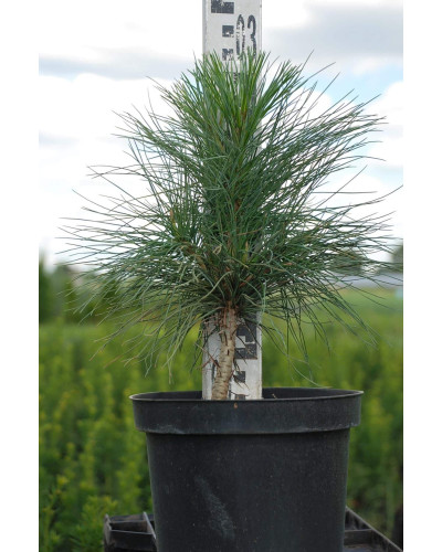 Сосна гімалайська / Гріффіта | Сосна гималайская / Гриффита | Pinus wallichiana / griffithii