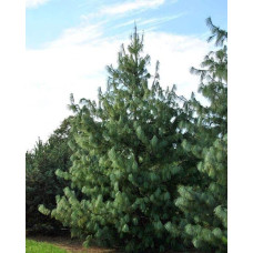 Сосна гімалайська / Гріффіта | Сосна гималайская / Гриффита | Pinus wallichiana / griffithii