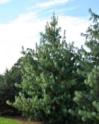 Сосна гімалайська / Гріффіта | Сосна гималайская / Гриффита | Pinus wallichiana / griffithii