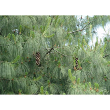 Сосна гімалайська / Гріффіта | Сосна гималайская / Гриффита | Pinus wallichiana / griffithii