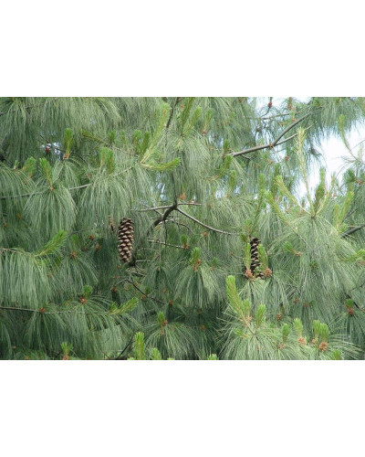 Сосна гімалайська / Гріффіта | Сосна гималайская / Гриффита | Pinus wallichiana / griffithii