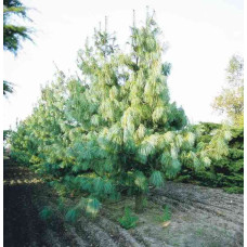 Сосна гімалайська / Гріффіта | Сосна гималайская / Гриффита | Pinus wallichiana / griffithii