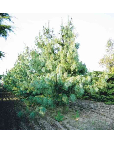 Сосна гімалайська / Гріффіта | Сосна гималайская / Гриффита | Pinus wallichiana / griffithii