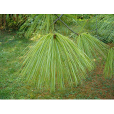 Сосна гімалайська / Гріффіта | Сосна гималайская / Гриффита | Pinus wallichiana / griffithii