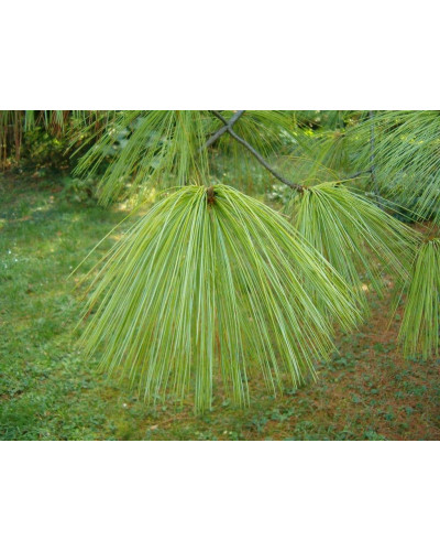 Сосна гімалайська / Гріффіта | Сосна гималайская / Гриффита | Pinus wallichiana / griffithii