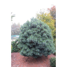 Сосна гімалайська Нана | Сосна гималайская Нана | Pinus wallichiana Nana
