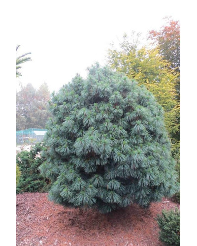 Сосна гімалайська Нана | Сосна гималайская Нана | Pinus wallichiana Nana