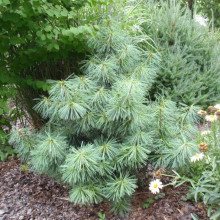 Сосна гімалайська Нана | Сосна гималайская Нана | Pinus wallichiana Nana