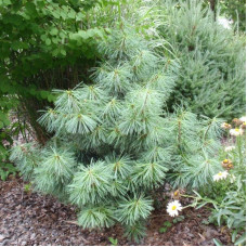 Сосна гімалайська Нана | Сосна гималайская Нана | Pinus wallichiana Nana
