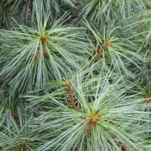 Сосна гімалайська Нана | Сосна гималайская Нана | Pinus wallichiana Nana