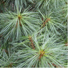 Сосна гімалайська Нана | Сосна гималайская Нана | Pinus wallichiana Nana