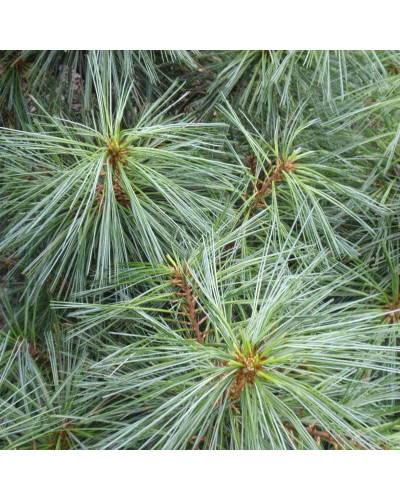 Сосна гімалайська Нана | Сосна гималайская Нана | Pinus wallichiana Nana