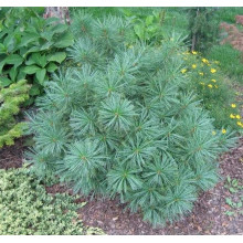 Сосна гімалайська Нана | Сосна гималайская Нана | Pinus wallichiana Nana