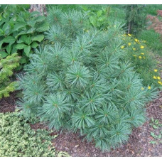 Сосна гімалайська Нана | Сосна гималайская Нана | Pinus wallichiana Nana