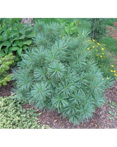 Сосна гімалайська Нана | Сосна гималайская Нана | Pinus wallichiana Nana