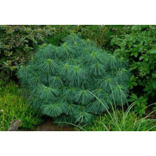 Сосна гімалайська Нана | Сосна гималайская Нана | Pinus wallichiana Nana